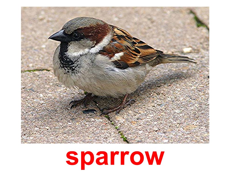sparrow